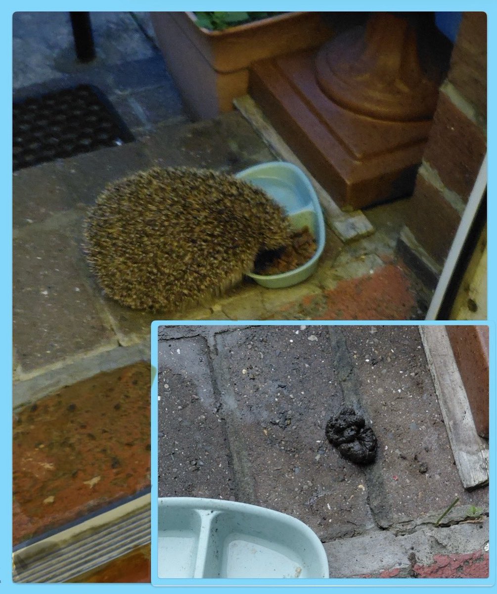 AntheaJames3's tweet photo. Every night this little one climbs up 2 quite high steps to sample the cats food, in case she stays out at nights. Last night it left a message . Think it telling me something about the state of the steps๐ #FundaySaturday at least it moved the bowl ๐ฅฐ https://t.co/W8DbHT8E6L