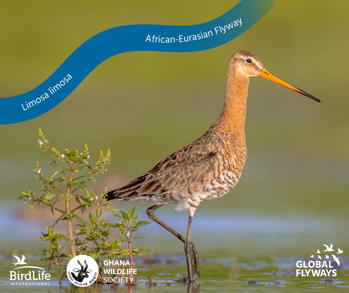 ghwildlifesoc's tweet photo. 🐦 Today is #WorldMigratoryBirdDay!

Ghana welcomes 70+ migratory species each year at sites like Sakumono &amp; the Densu Delta.

"Every Bird Counts. Your Observation Matters."

🔗 https://t.co/3Dd3rewblM

#WMBD2026 #BirdMigration @BirdLifeAfrica 
@WorldMigBirdDay https://t.co/PRGWGOILRM