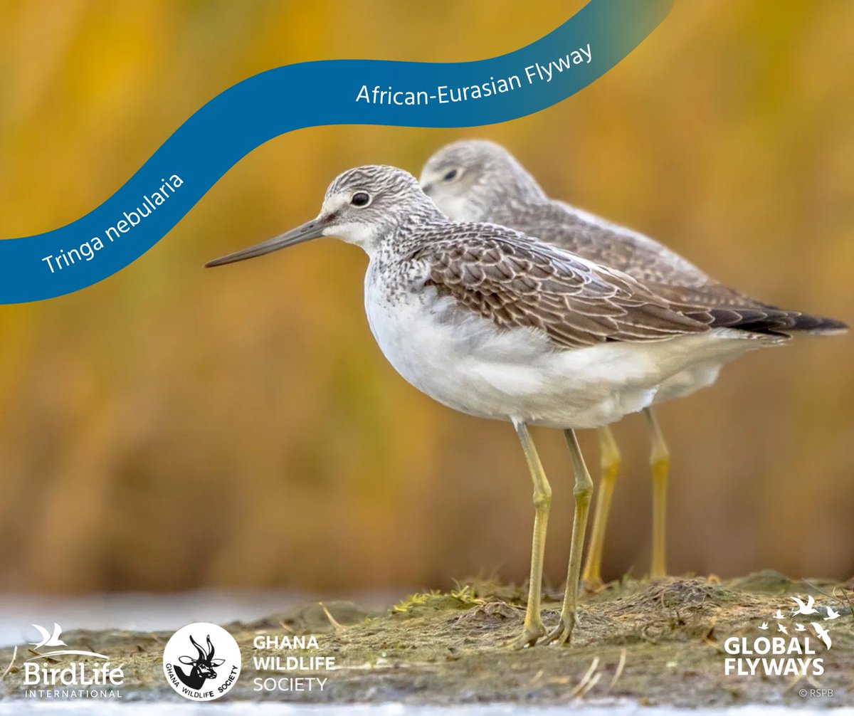 ghwildlifesoc's tweet photo. 🐦 Today is #WorldMigratoryBirdDay!

Ghana welcomes 70+ migratory species each year at sites like Sakumono &amp; the Densu Delta.

"Every Bird Counts. Your Observation Matters."

🔗 https://t.co/3Dd3rewblM

#WMBD2026 #BirdMigration @BirdLifeAfrica 
@WorldMigBirdDay https://t.co/PRGWGOILRM