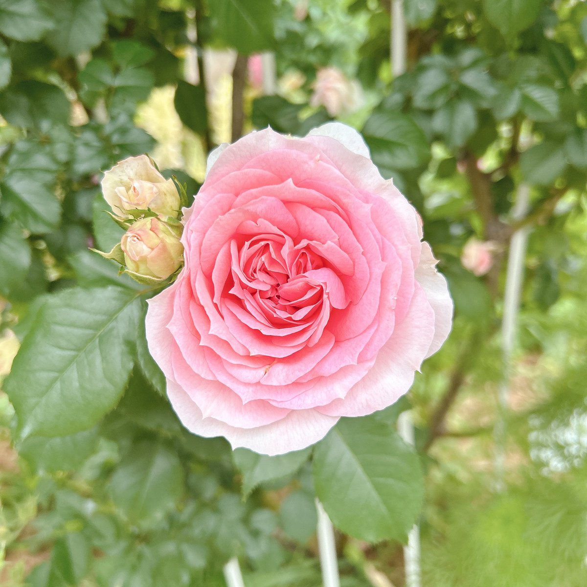 赤毛のアンのカフェ 薔薇の季節！