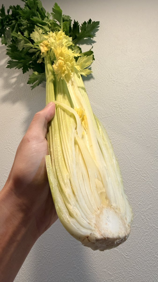 セロリ　　他の方は購入しないでください 今までこれが1セロリやと思ってたけど、 これで半セロリって聞いて怖いなう