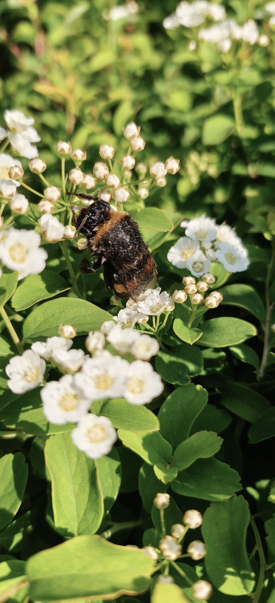 bilzke's tweet photo. Good morning!

It's Saturday, doing some gardening and saved a bumblebee from drowning in a small pool of water. #bumblebee #NatureMatters

Have a great day! https://t.co/00AMC81rsm