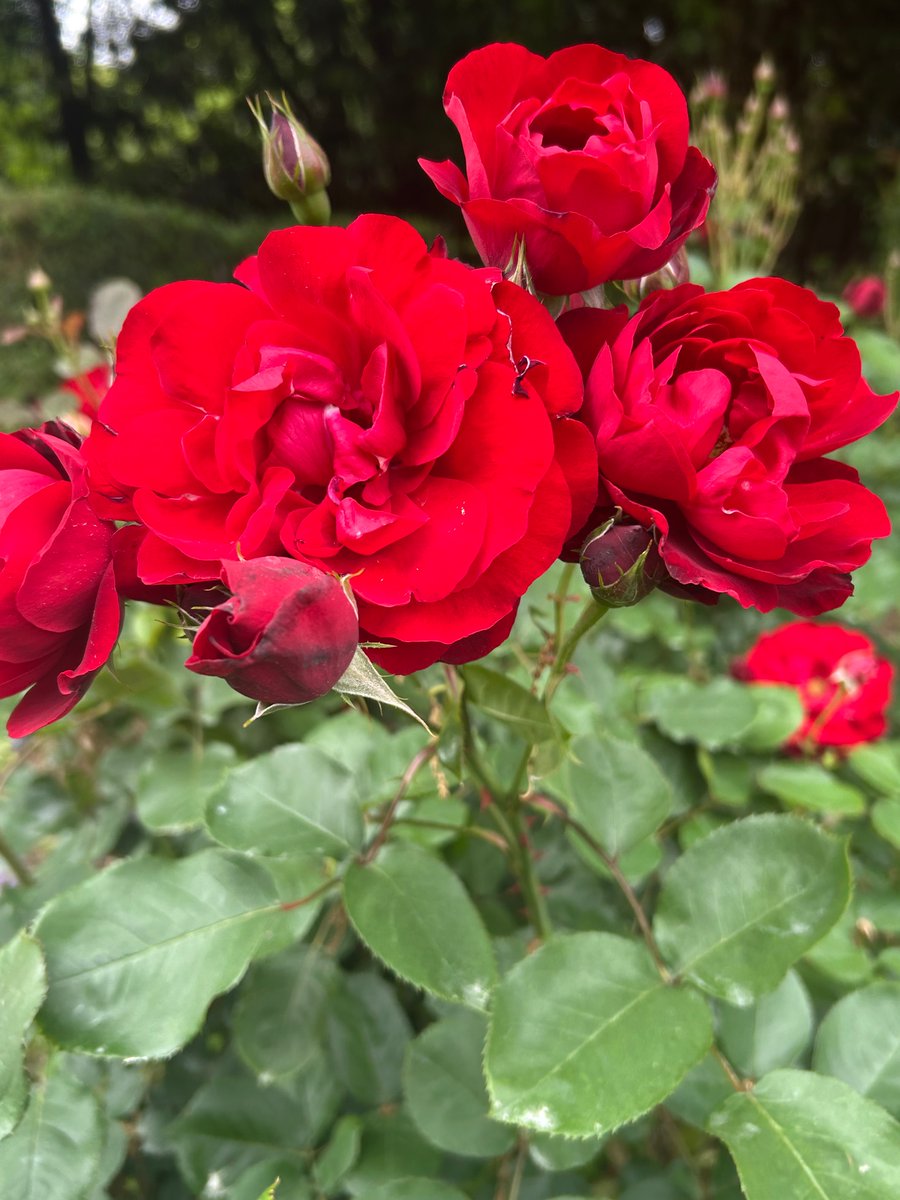 YoFreespeech's tweet photo. GW、長居公園に行ったんよ😊
めっちゃ綺麗に咲いてたー😍
ひとつ畑のお花なんやけど負けてない😏
博物館に初めて入ったらめっちゃ良かった🎶 https://t.co/URHEVSZZwD