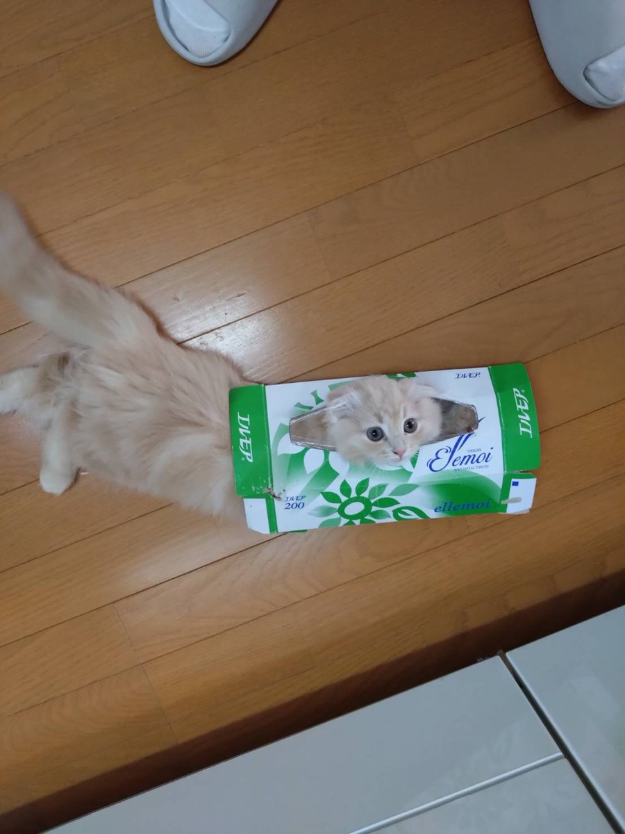 ナトラ＠ tweet media