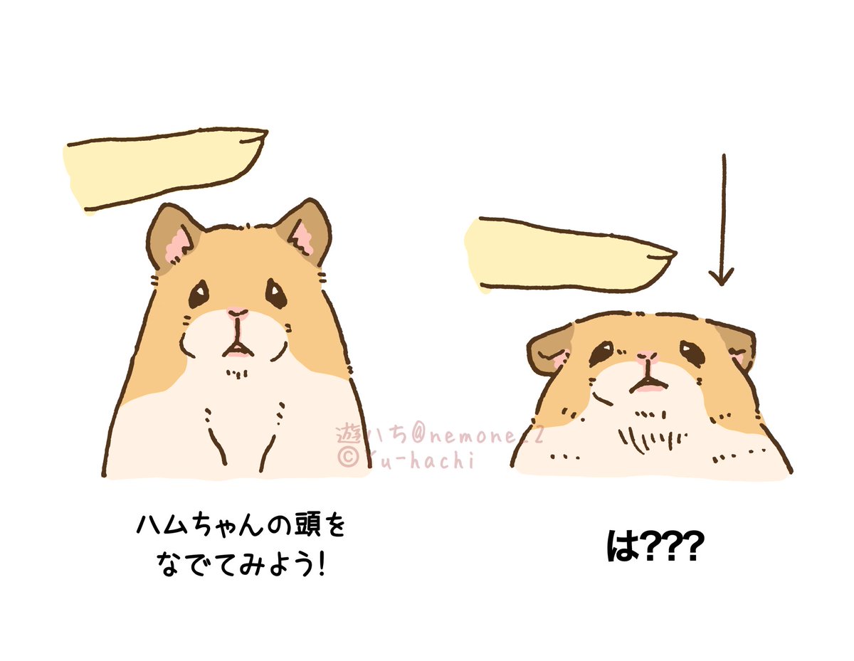 遊ハち＠ハムスター飼い tweet media