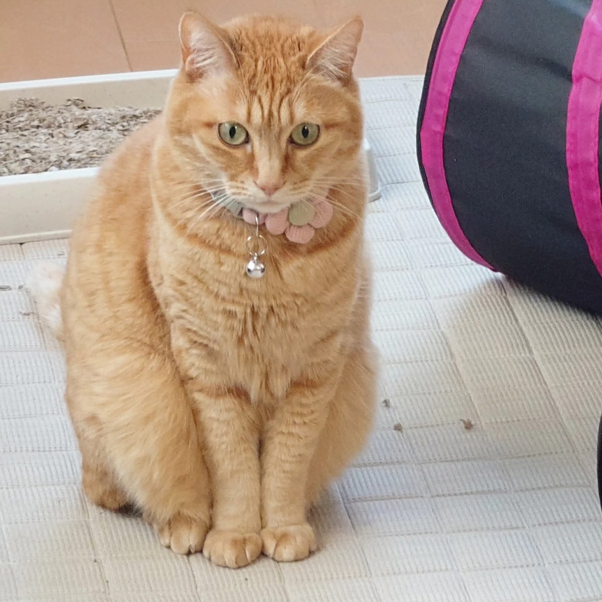 こんばんは😸くろすけちゃん ももちゃん #猫 #ネコ #ねこ #くろすけ