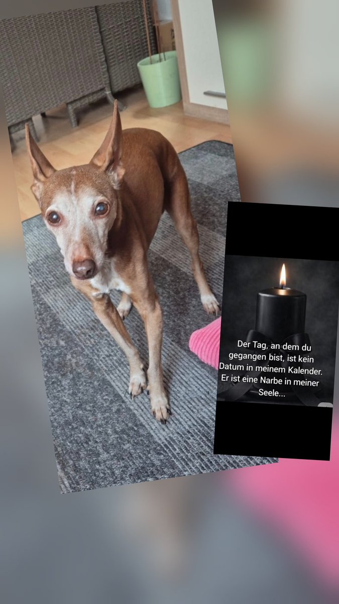 SimoneSkippy's tweet photo. 🌈😭 Schon 2 Monate bist du nicht mehr bei mir. Es kommt mir vor wie Jahre......Der Schmerz ist jeden Tag da.🖤💔🖤🌈😭😭 https://t.co/c6uocKlxFg