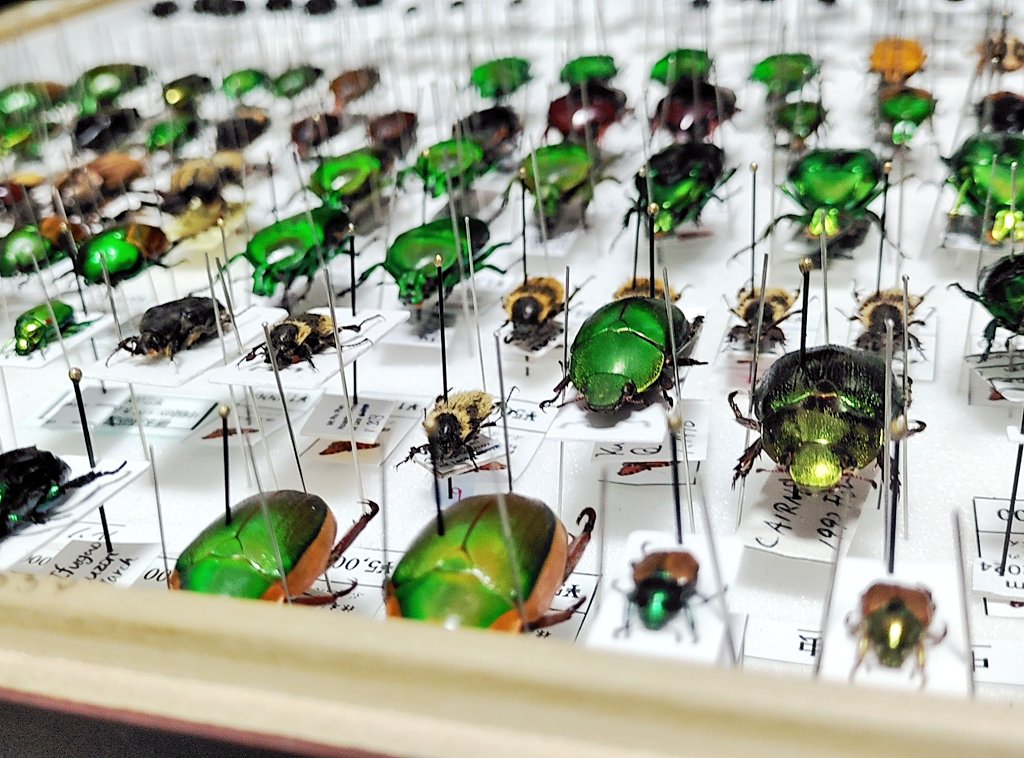 poly_specimen's tweet photo. 明日はボタパラ当日です
様々ご用意しておりますので、是非お越しくださいませ♪

 #ボタパラ
 #標本屋のぶんぶん https://t.co/pasPhAMidQ