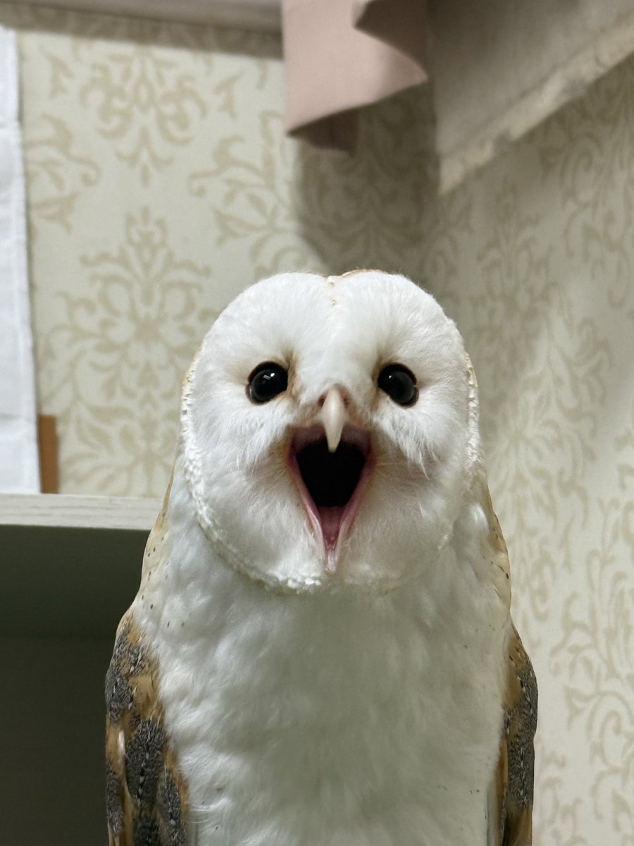 銀紙🦉 tweet media