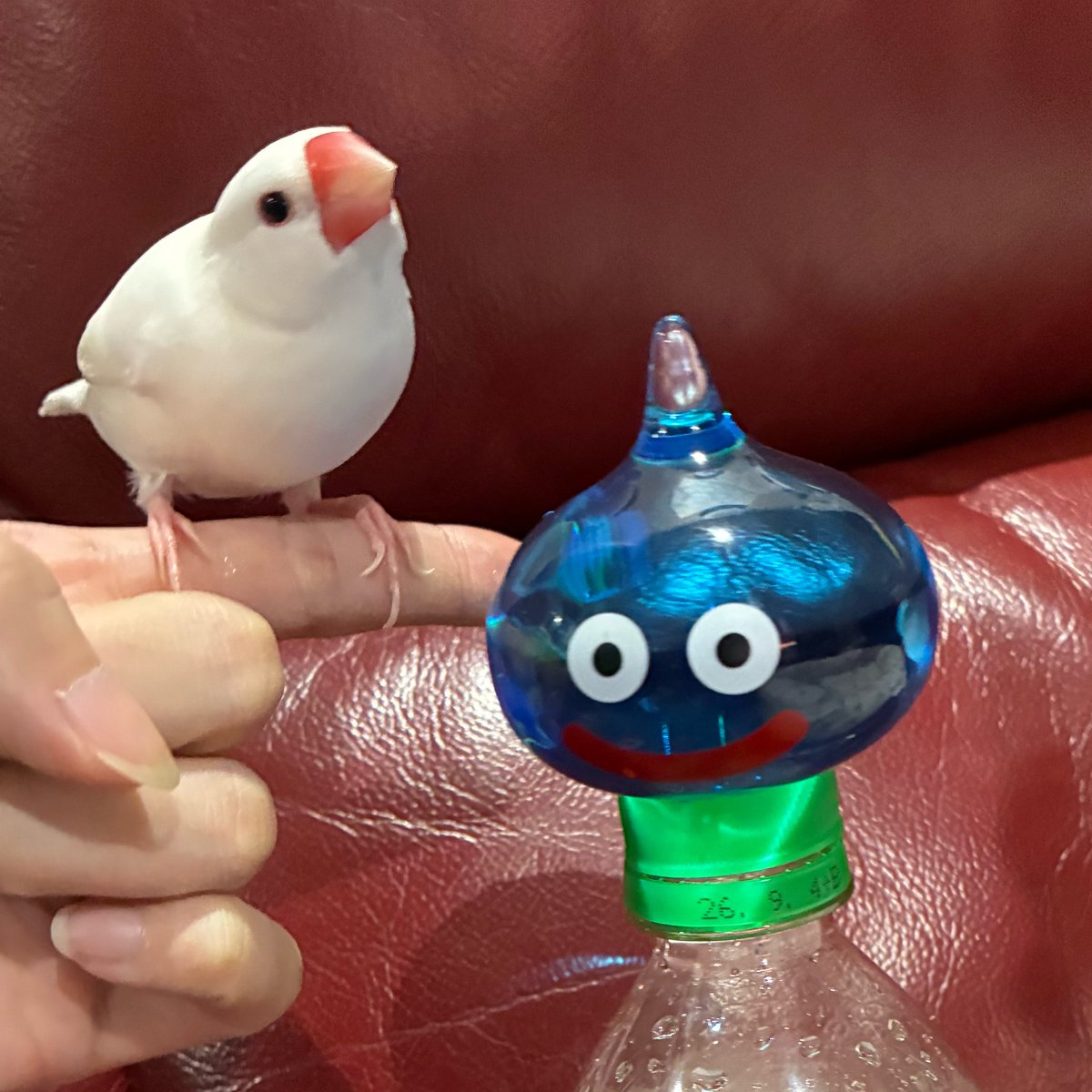 pisuke_1113's tweet photo. スライム見て目がくりくりになったピー🐣 https://t.co/hdvJVhPuKI