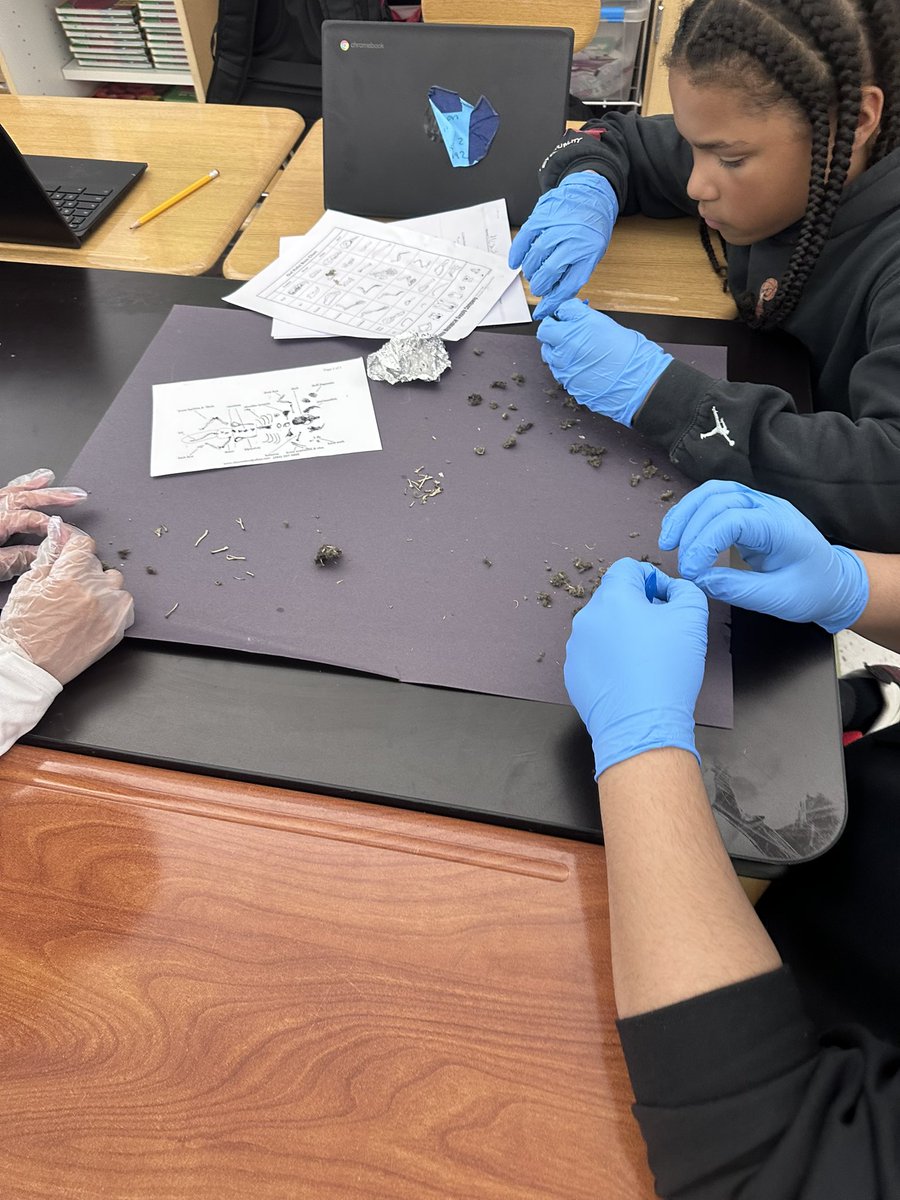 Candice0176's tweet photo. #scienceisfun After testing we bridge to ecosystems with owl pellet dissections. Also evolution discussions while piecing the prey back together. First pic: a feather with loose teeth.- 2 animals in one pellet!  @LBPSMaiello https://t.co/FtXTVjSVLF