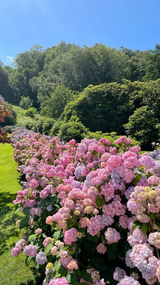 Jiya_med's tweet photo. Flower season 🌻 https://t.co/z1kdLiqBnE