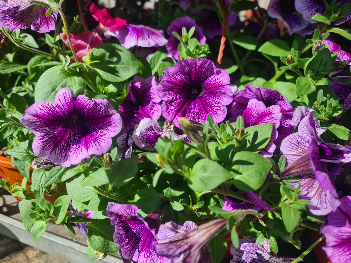 BIATOM_pl's tweet photo. 🌸 Dostawa świeżych sadzonek już u nas! 🌿

Pelargonie, surfinie, lobelie, fuksje, bobiki, aksamitki i wiele innych kwiatów czeka na Was w sklepie 🌺✨
🌱 Zdrowe sadzonki
🌼 Idealne do donic i rabat

Zapraszamy https://t.co/7Uka2SZbmP 
#ogrod #kwiaty #pelargonie #balkon #taras https://t.co/HKV7EOwC8g