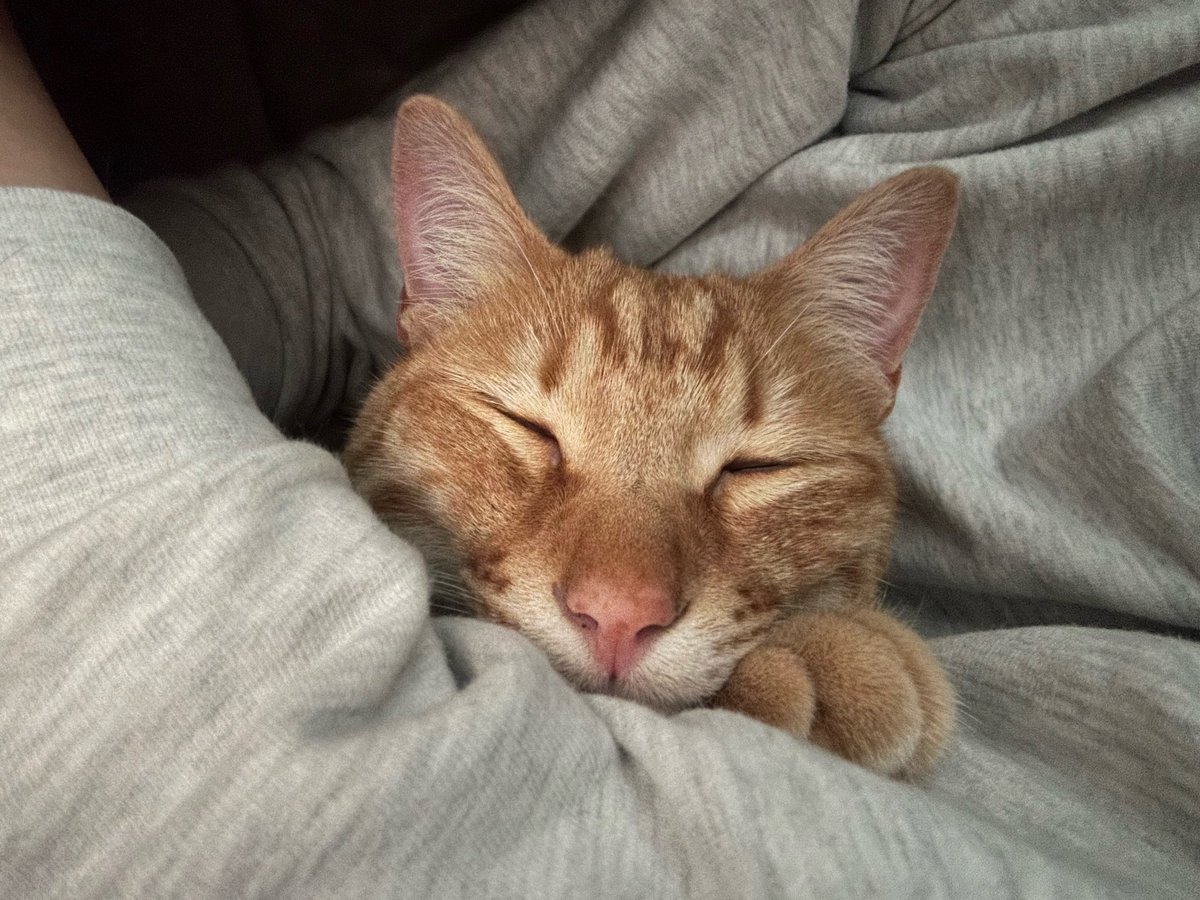ごんねこ (@vqfuv) on Twitter photo 
