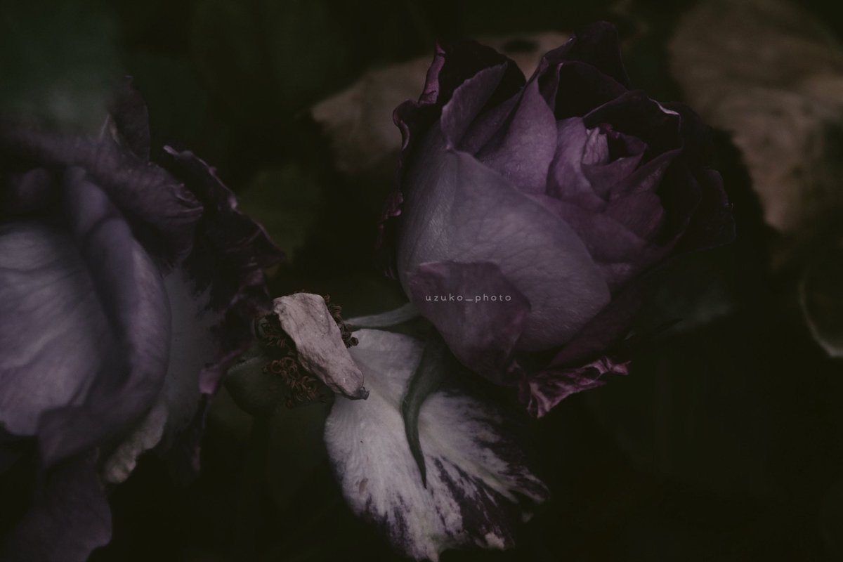 うずこ/𝚄𝚣𝚞𝚔𝚘 tweet media