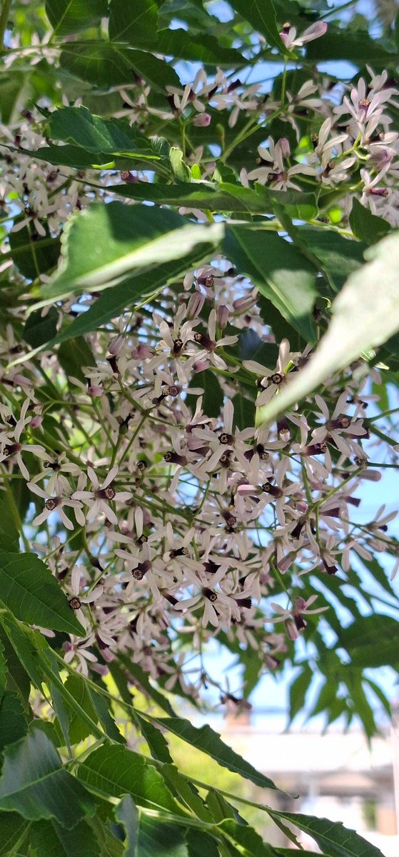 センダンの花

#センダン