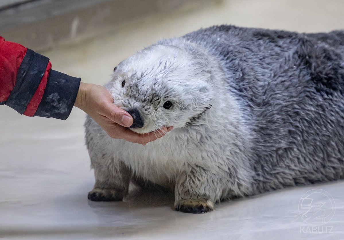 幸せ満ちる  ラッコのアゴ乗せモフモフ
#鳥羽水族館