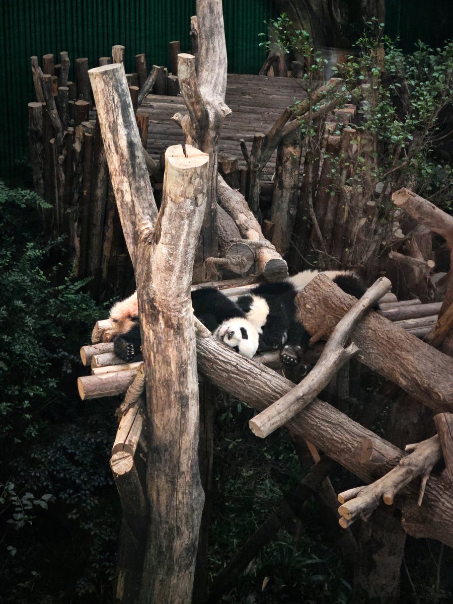 FKP721H's tweet photo. I was completely charmed by the panda's 🐼cuteness.  Chengdu#Chengdu#中國#Panda https://t.co/MOS3vA6MW0