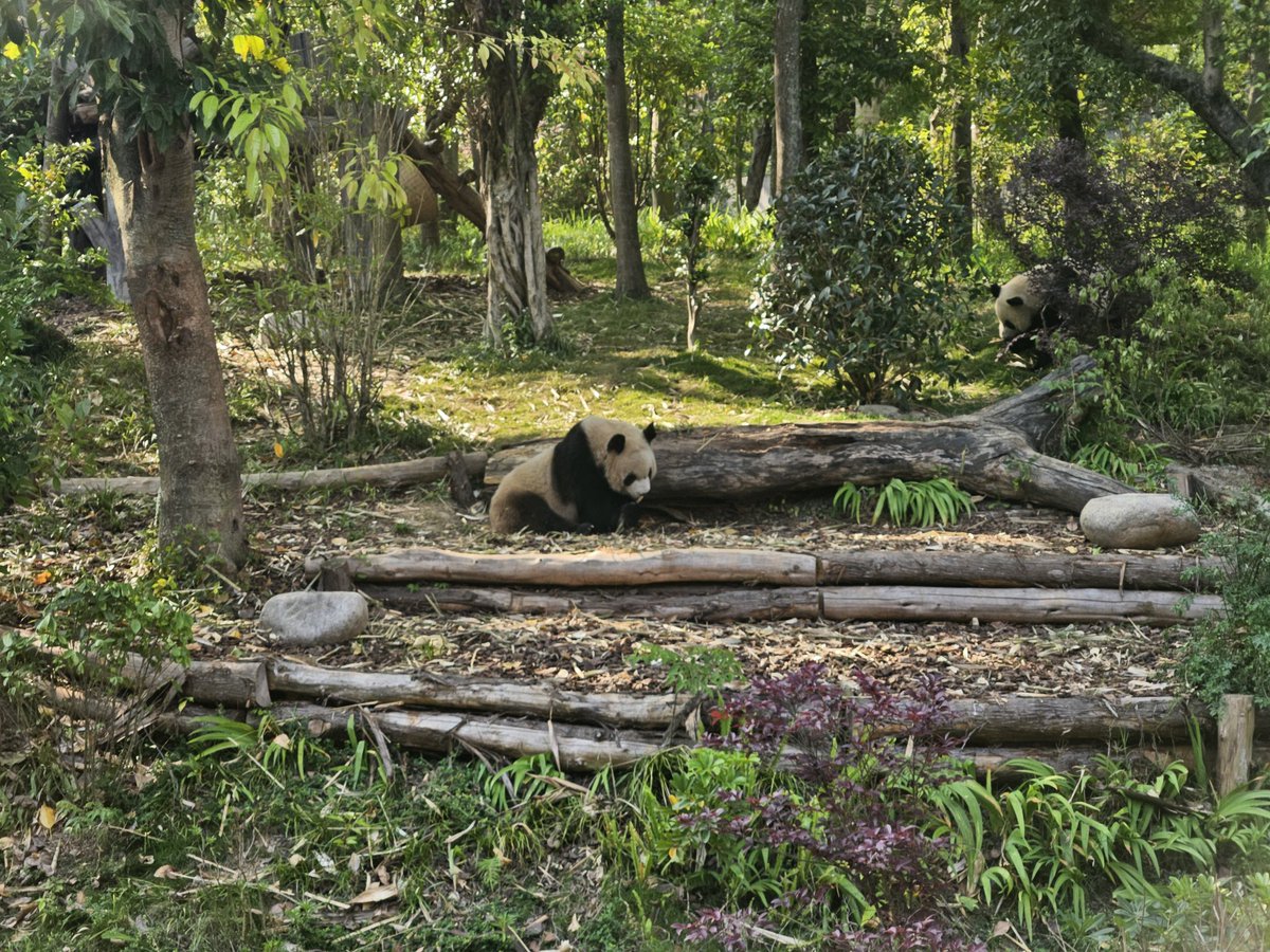 FKP721H's tweet photo. I was completely charmed by the panda's 🐼cuteness.  Chengdu#Chengdu#中國#Panda https://t.co/MOS3vA6MW0