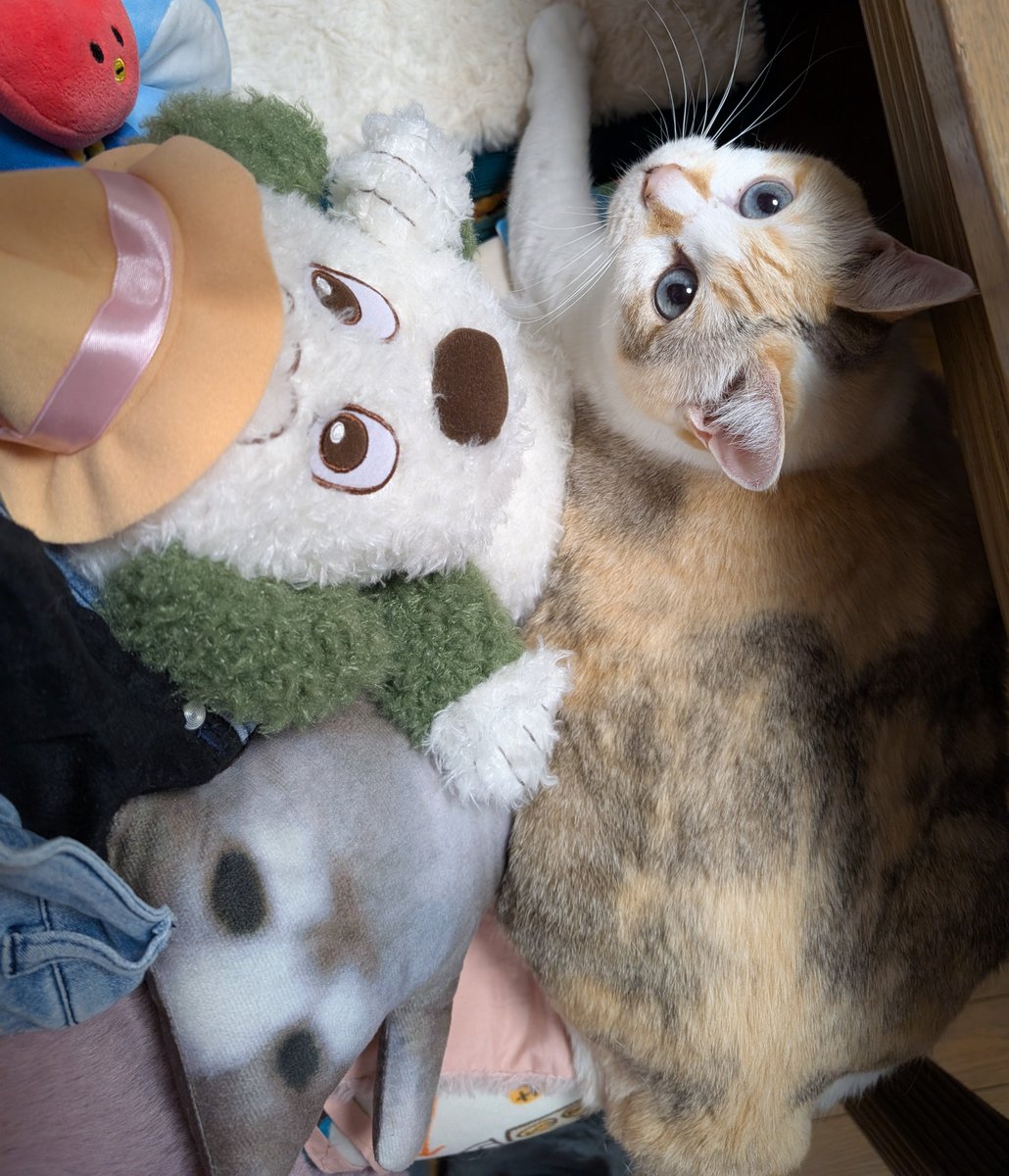 ねここ= (@nekokoko01) / Posts / X