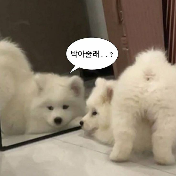 희슨2 tweet media