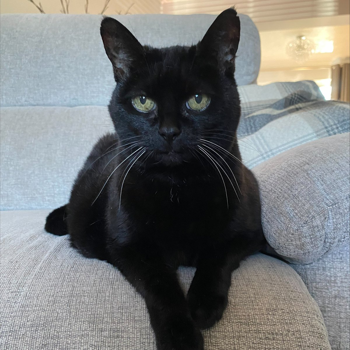 Battersea tweet media