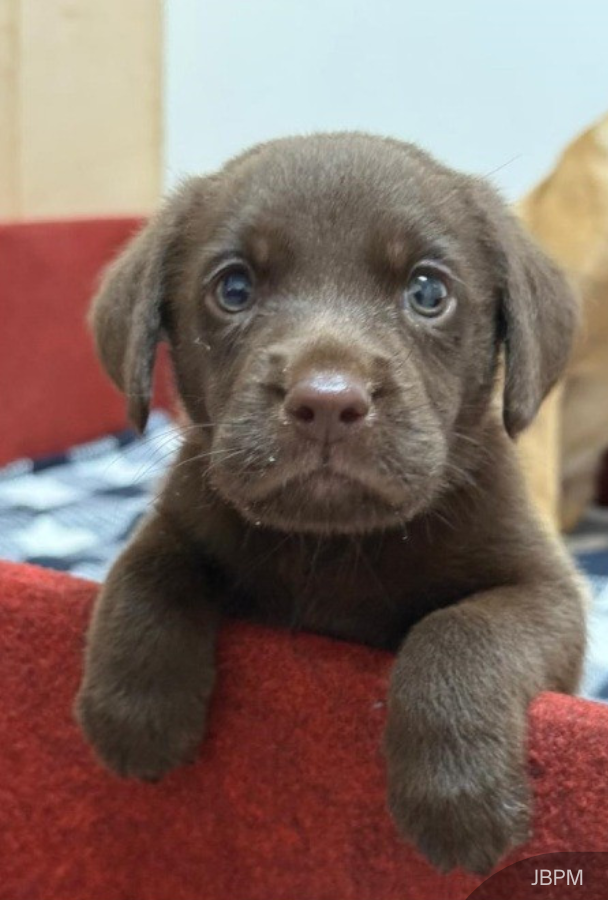 JBPM has welcomed a new addition to its K9 unit after its Labrador, Lottie, gave birth to Malaysia’s first locally bred K9 unit detection dog.

"I named him 'Brave' with the hope that he will become a courageous four-legged hero in rescue operations," said KPKT Minister Nga Kor