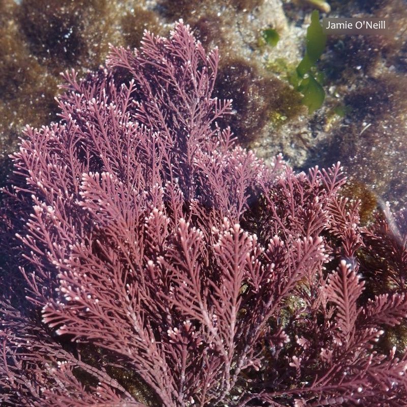 Biodiversity Ireland tweet media