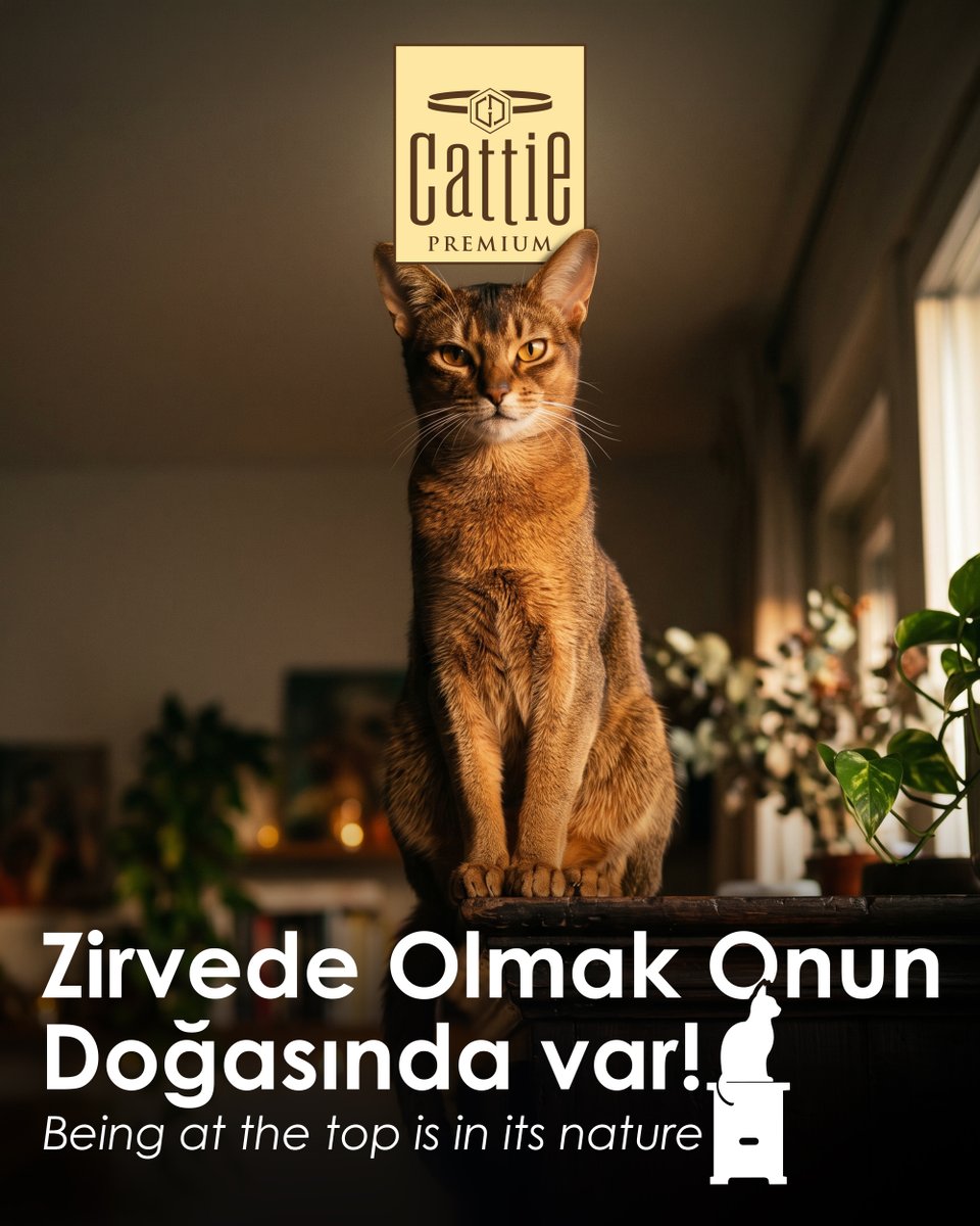 Cattie_tr's tweet photo. 🐱 Abyssinian kedilerinin yüksekleri sevdiğini biliyor muydunuz?
Evin en üst noktasını kapar ve ortamı tepeden gözlemler 

Did you know that Abyssinian cats love high places?
They claim the highest spot in the house and observe everything from above.

#Cattie #KeyifçiKediler https://t.co/epGYP711zk