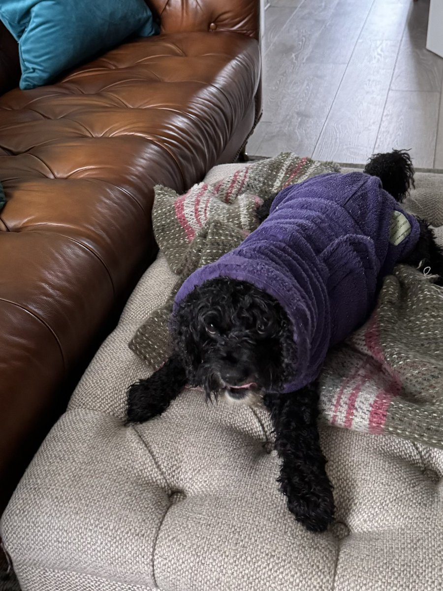 Vera🐶 tweet media