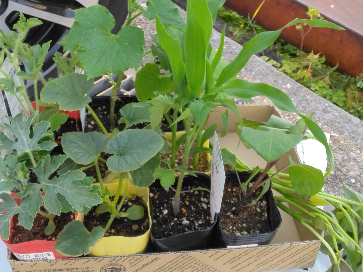 今年も夏野菜　育てるぞ