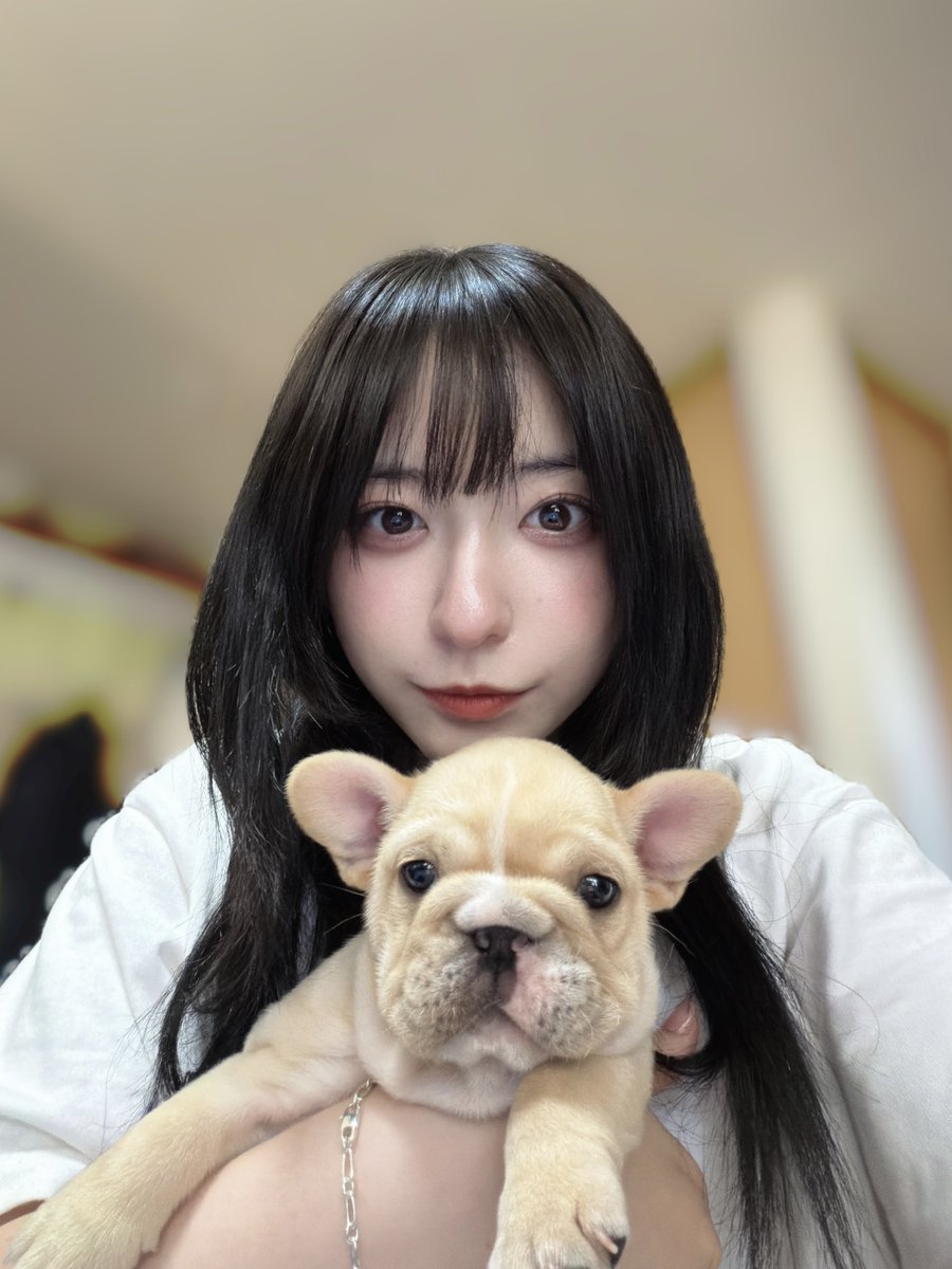 🐶新しい家族が増えました🐶
⁡
「モン」ちゃん(♀)です！🫶🏻
まだ生後2ヶ月も満たない赤ちゃんフレブル🤍
モンちゃんこれからよろしくね⊂(  ᴖ ̫ᴖ)⊃🎶 https://t.co/4goACUf0e5