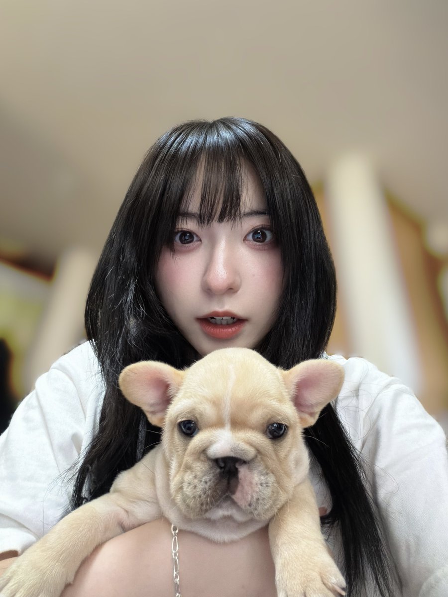 🐶新しい家族が増えました🐶
⁡
「モン」ちゃん(♀)です！🫶🏻
まだ生後2ヶ月も満たない赤ちゃんフレブル🤍
モンちゃんこれからよろしくね⊂(  ᴖ ̫ᴖ)⊃🎶 https://t.co/4goACUf0e5