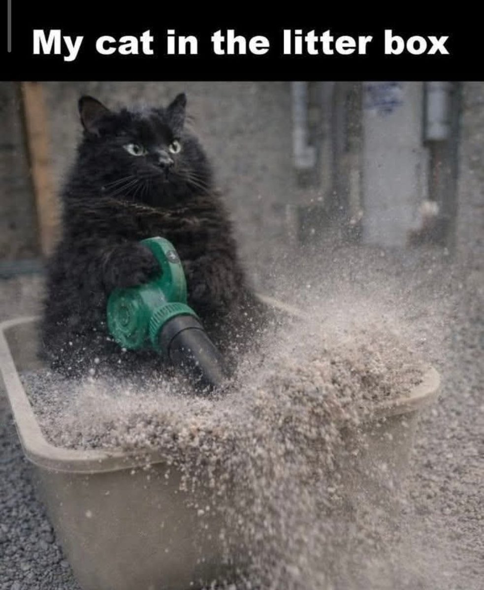 Pussk1ns The Flea Bag tweet media