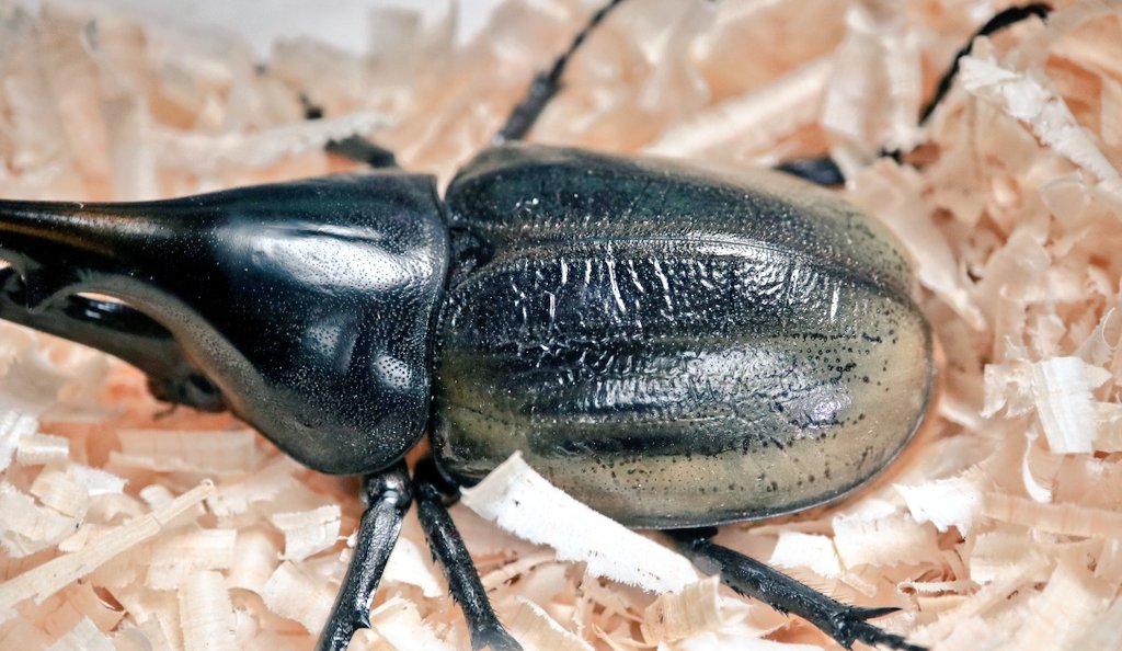 ReLEAF07's tweet photo. エクアトリアヌス
同じ兄弟なのに全く違う色味の個体がでてきました。
乾ききるのが楽しみ。 https://t.co/4H94M9Rwy4