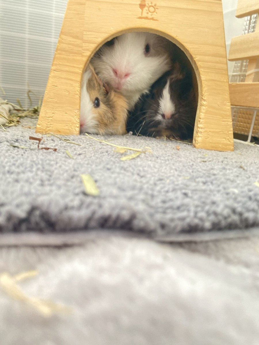_guineapig_aru_'s tweet photo. 詰まりすぎーーー🥹🥹🥹❤️❤️❤️ https://t.co/0sfDdpK5Kz