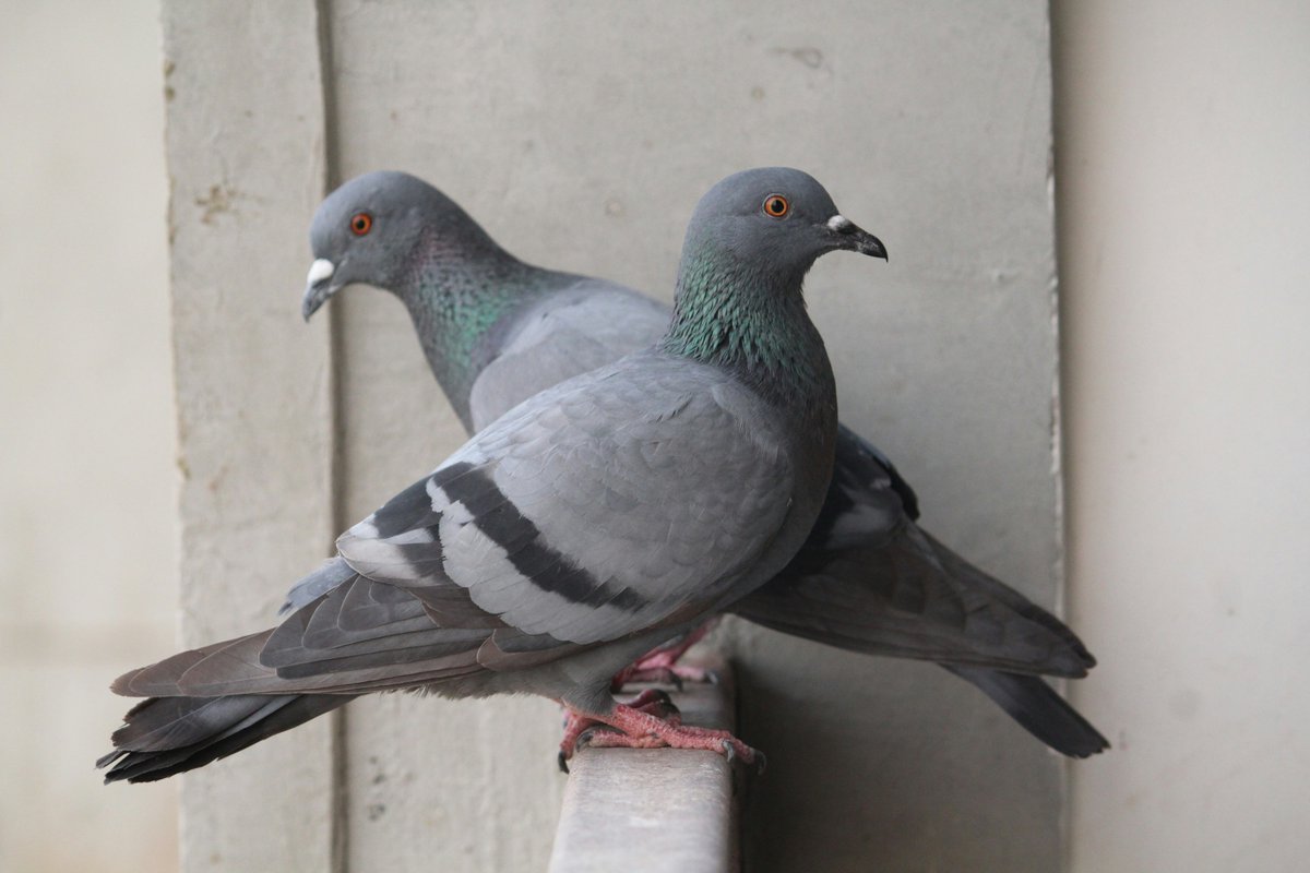 TelecomNnet's tweet photo. Steun deze GoFundMe-inzamelingsactie door een donatie te doen of de link te delen: alle kleine beetjes helpen. https://t.co/qVle5UdYTB https://t.co/kgm5PNURlw