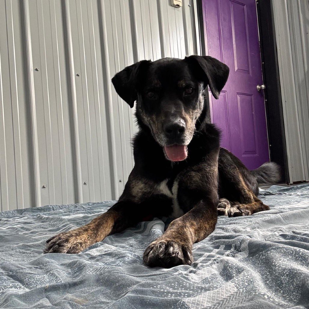 SCARS_Alberta's tweet photo. Whiskers & Wheels Adoption Event 🐾🏍️
Presented by Sherwood Powersports & Marine

Join us May 9 from 10:00 AM – 3:00 PM 

🚒 The Sherwood Park Fire Department will be stopping by in the afternoon
🎭 Cosplay characters will be there
🎨 Face painting for all ages
🌭 BBQ on site
🛍️ SCARS merchandise will be available

🎟️ Mountain Getaway Raffle will be drawn at the event!
https://t.co/WRQ6PF7XXe

🎟️ 50/50 Raffle will be drawn a few days after the event
https://t.co/YZoyNyXYlj

🐶 Dogs attending the adoption event from 11:00 AM – 2:00 PM:
• Muskwa (pictured)
• Dartanion
• Chomper
• Robin
• Blizzard
• Theo
• Scout
• Gryf
• Bruno
• Barbie
• Buddy

Come out, say hello, and maybe meet your new best furry friend. ❤️

📍 Sherwood Powersports & Marine
371 Lakeland Drive, Sherwood Park

🐾 Adoption Event: 11:00 AM – 2:00 PM