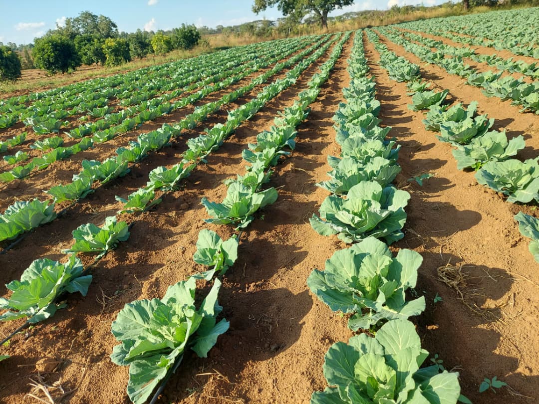 NatureManZW's tweet photo. While others are waiting for jobs, get your hands dirty.

1 hector of cabbages = 30 000 heads
Do the math
30 000 heads x even $0.50 per head = 15 000 per harvest. 
And cabbages grow in 3-4 months.
#youthinagriculture #agriculture #policyexplained https://t.co/NBAxGcAfkM
