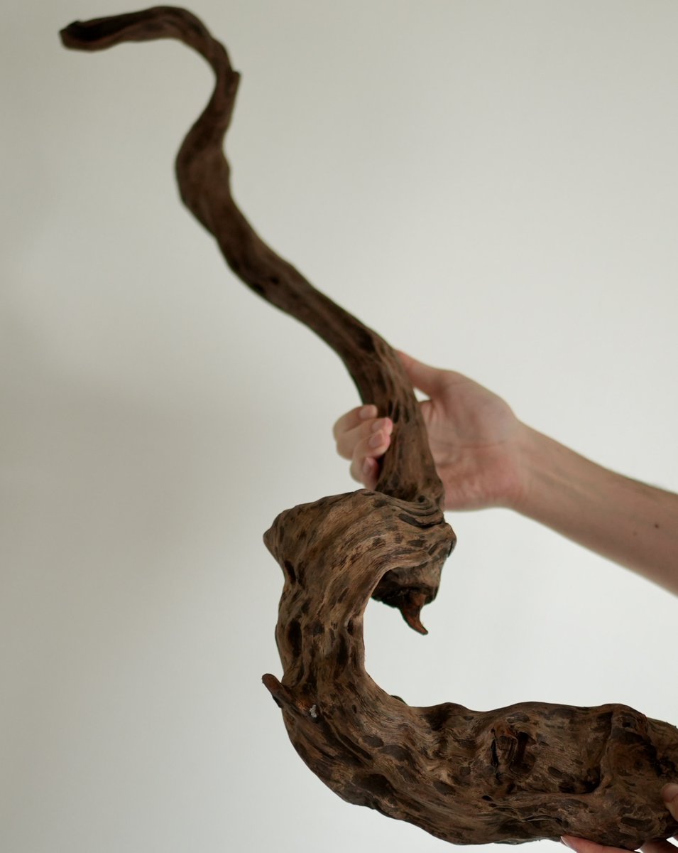 物凄い個性的な流木です。 超希少】特大流木（切り株） 立体・オブジェ Drift Wood Remaker 通販
