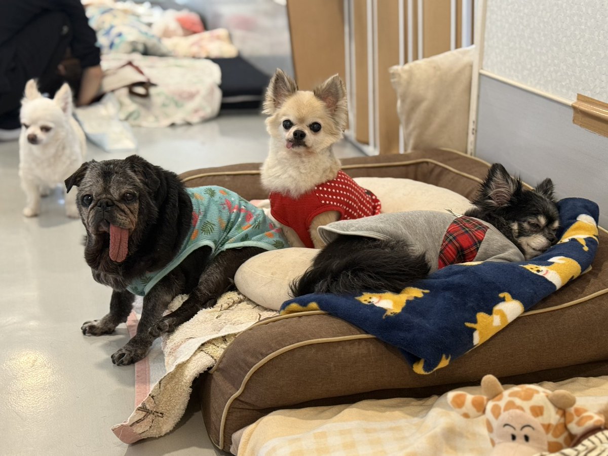 老犬介護ホームろうたす tweet media