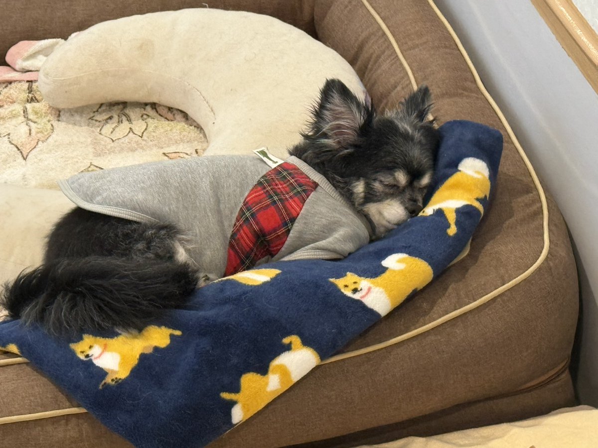老犬介護ホームろうたす tweet media