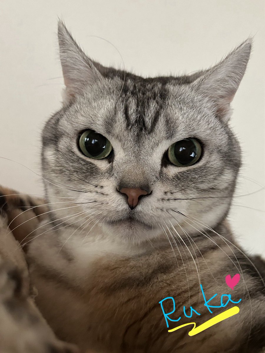 Ruka540Nico's tweet photo. 💖🐈‍⬛#土アップ祭🐈‍⬛💖

お久しぶりにゃん😺
暖かくなってきたにゃんね☀️

近くに来てはゴロゴロふみふみ🐾
相変わらず甘えんぼ😹な
ルカです😽🍞🥰
🍀🍀🍀🍀🍀🍀🍀🍀🍀🍀🍀
#猫好きさんと繋がりたい 
#アメリカンショートヘア 
#猫のいる暮らし #猫 https://t.co/NQo7wshbKT