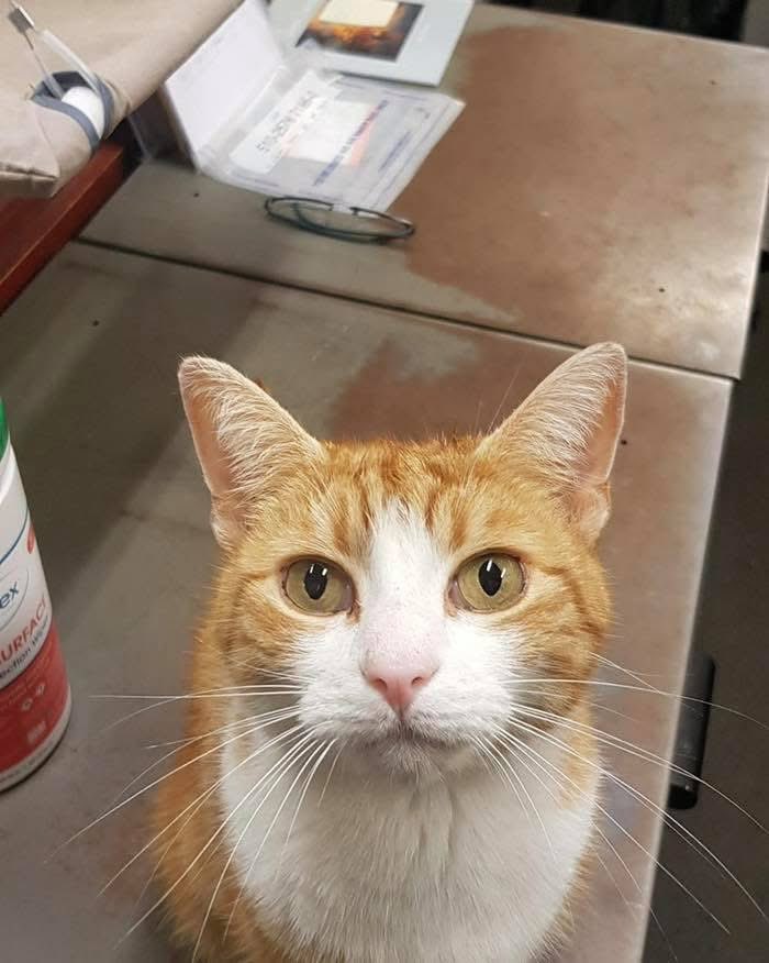 George The Stourbridge Junction Station Cat tweet media