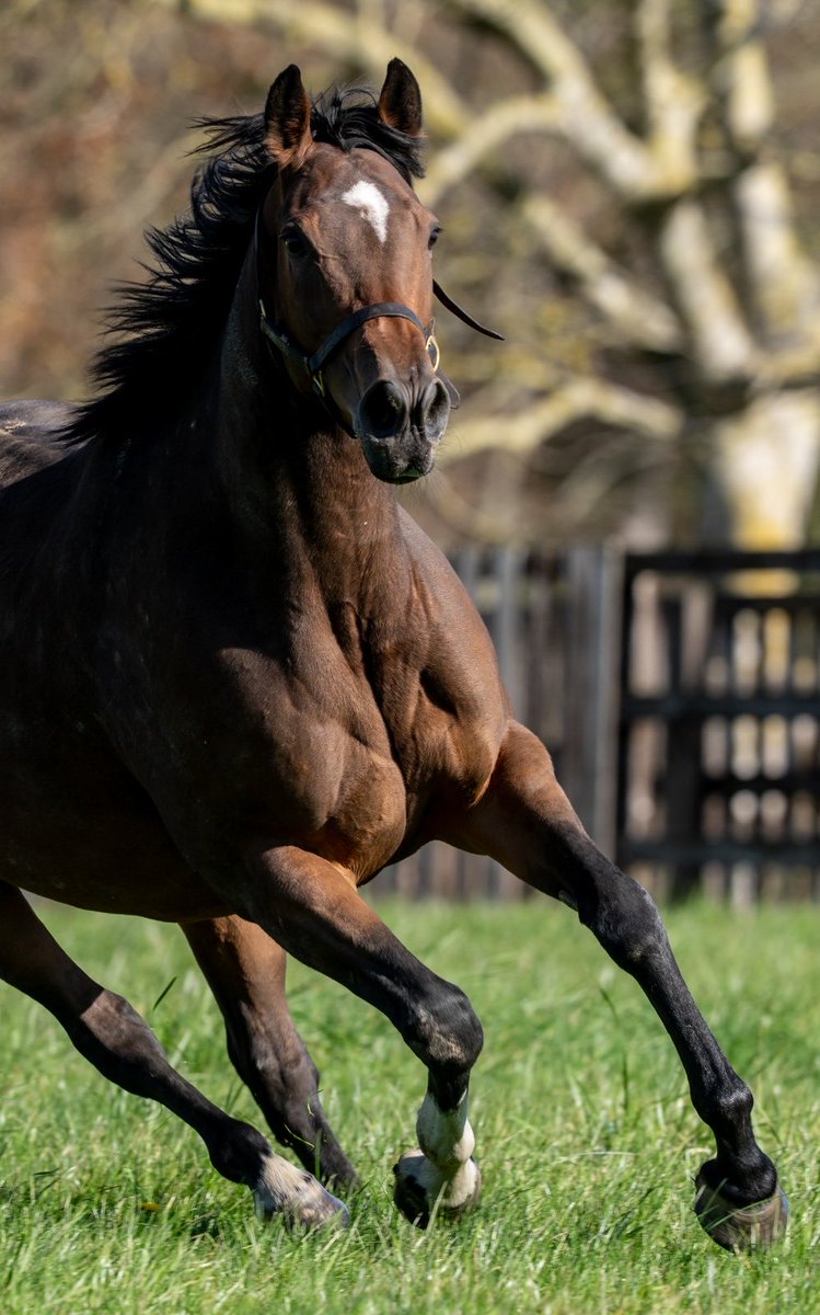 BlueDiamondStd's tweet photo. 🎈 Happy birthday to our queen NASHWA! 🤩🤩

Here she is enjoying life at the stud - her first foal is a lovely colt by Dubawi https://t.co/Aa1Z3S8xnV