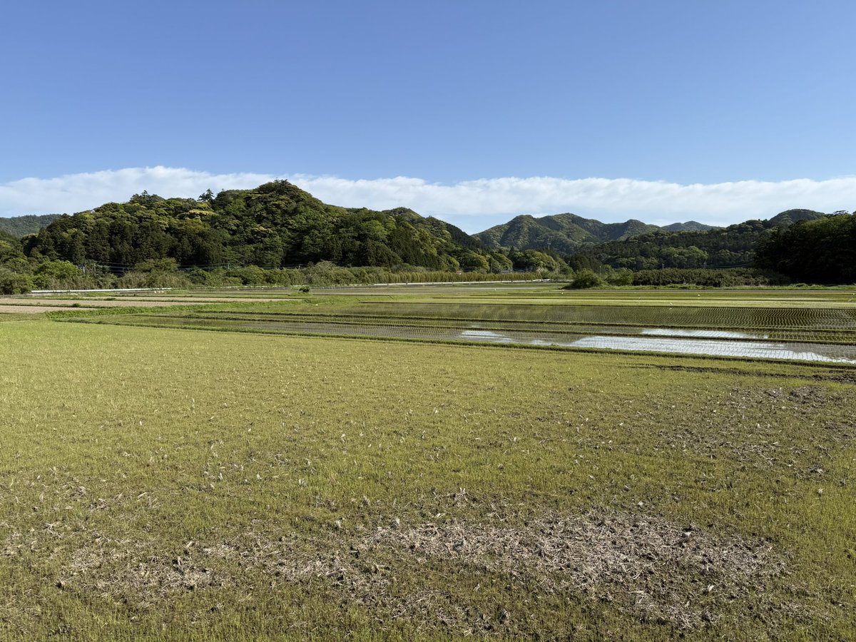 yamanekomai's tweet photo. 佐護平野では4月末から田植えが始まり、田んぼの景色が変わってきました🌱農家さんは朝から日没まで大忙しのシーズンです。
#ツシマヤマネコ米
#ヤマネコ米
#今日の田んぼ https://t.co/HVK7hUUfWt