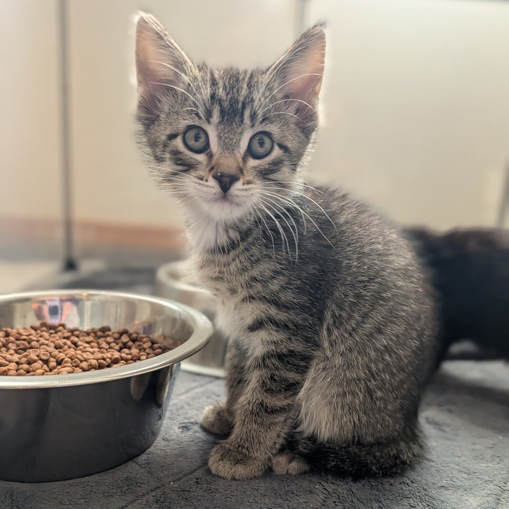 SCARS_Alberta's tweet photo. Whiskers & Wheels Adoption Event 🐾🏍️
Presented by Sherwood Powersports & Marine

Join us May 9 from 10:00 AM – 3:00 PM for a fun-filled day with adoptable animals, BBQ, games, special surprise guests, and more!

🚒 The Sherwood Park Fire Department will be stopping by in the afternoon
🎭 Cosplay characters will be there
🎨 Face painting for all ages
🌭 BBQ on site
🛍️ SCARS merchandise will be available

🎟️ Mountain Getaway Raffle will be drawn at the event!
https://t.co/WRQ6PF7XXe

🎟️ 50/50 Raffle will be drawn a few days after the event
https://t.co/YZoyNyXYlj

🐱 Cats and kittens attending the adoption event from 11:00 AM – 2:00 PM:
• Radar
• Bob Cat
• Jimmy
• Pancake
• Hurricane
• Tsunami
• Earthquake
• Tornado
• Sandstorm
• Clover
• Misha
• Kate
• Ohara
• Riven
• Melvy
• Owen
• Jet
• Piper
• Sabrina

Come out, say hello, and maybe meet your new best furry friend. ❤️

Apply online before coming! https://t.co/6LEM3aPAnL

📍 Sherwood Powersports & Marine
371 Lakeland Drive, Sherwood Park

🐾 Adoption Event: 11:00 AM – 2:00 PM