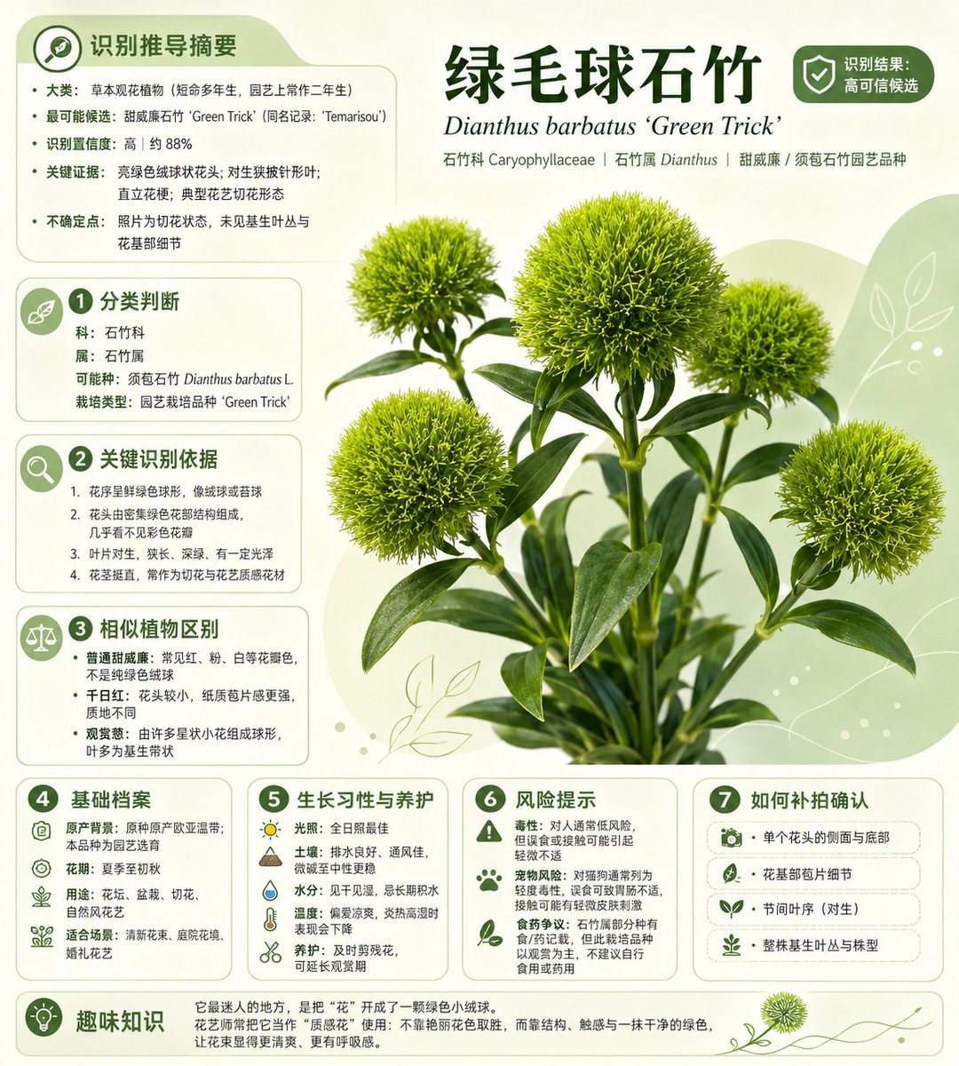 Chinese Plant ID Infographic