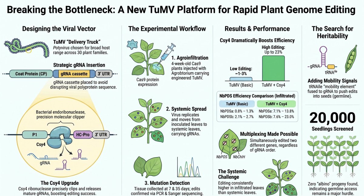 wimi_biotech's tweet photo. 🌿 Using a plant virus to deliver CRISPR — no transformation, no regeneration needed!

New bioRxiv preprint: TuMV (Turnip mosaic virus) engineered to carry Cas9 gRNAs into tobacco plants.

🔧 Add Csy4 RNA processing: editing jumps from ~1% → up to 23%
🎯 Simultaneous multi-gene editing at 2 loci confirmed
🌱 Works in both inoculated & systemic leaves
⚠️ Germline transmission not yet achieved

A promising new route for transformation-free plant genome editing 🧬

Whitham lab, Iowa State | bioRxiv
https://t.co/SnZo3ecGZ3

#CRISPR #PlantBiology #VirusDelivery #GenomeEditing #TuMV