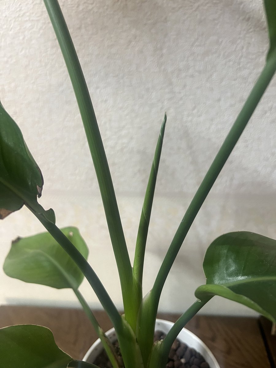 3ino2's tweet photo. 自宅に2週間ぶりに帰宅したらいっぱい生えてるー🌱5月ですねー https://t.co/4U1G2rmMja